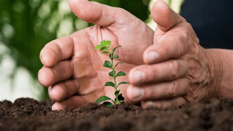 What Is The Best Protection For Plants? - Little Leafy