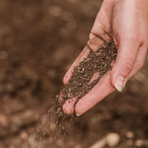 Nature's Haven Easy Wildflowers - Flowers – Unwins UK