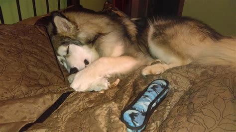 HudsonsMalamutes.com / AlaskanMalamute.us - AKC/OFA Gentle Giant