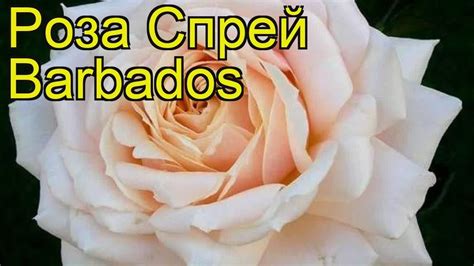 Роза спрей Барбадос. Краткий обзор, описание характеристик, где купить ...