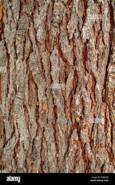 Background texture of tree bark. Skin the bark of a tree that traces ...