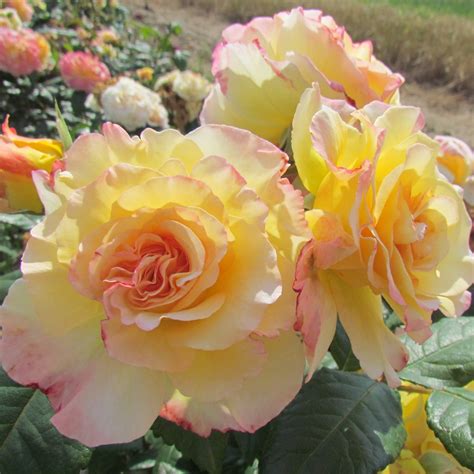 Perfect Harmony rose | Lemon Hybrid Tea rose | Style Roses
