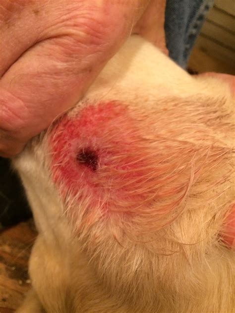 Lump On Chest Of Dog Golf Ball Size at Olivia Breillat blog