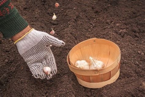 Когда сажать чеснок осенью: все тонкости