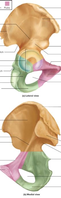 DONE pelvis 2 Diagram | Quizlet