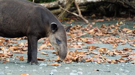 How Costa Ricans Are Coming Together To Save The Baird’s Tapir