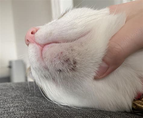 Sebaceous Cyst And Lipoma Difference In Cats Life Expectancy