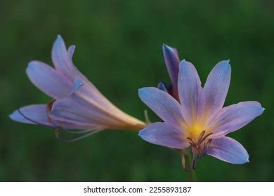 colorful blue yellow naked lady lily stock photo  shutterstock