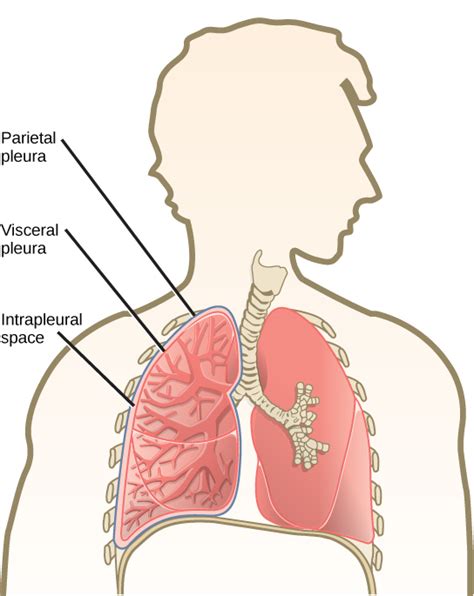 Breathing | Biology II