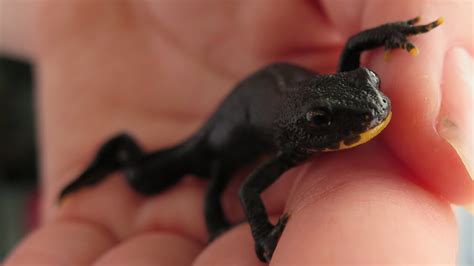 Salamander uit tuinvijver - YouTube