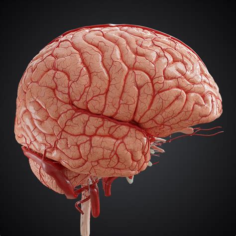 Telencephalon Anatomy