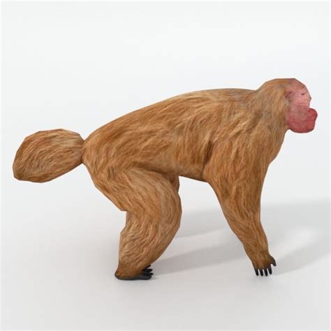 Uakaris 3D Model $18 - .unknown .3ds .stl .fbx .dae .blend - Free3D