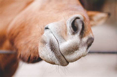 Close-up Photography of Brown Animal Nose · Free Stock Photo
