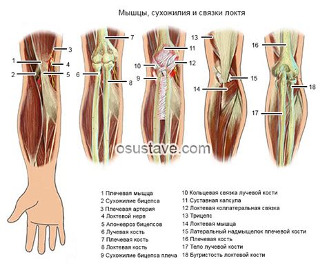 Артроз локтевого сустава: симптомы и лечение, 3 степени, упражнения