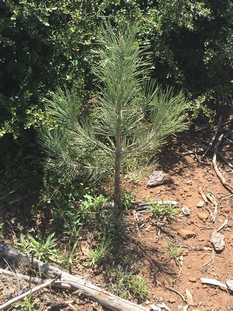 Improving landscapes and carbon opportunities through reforestation