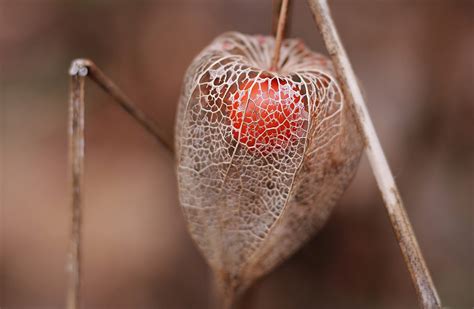 Физалис дерево (Много фото) - treepics.ru