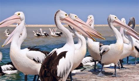 Australia's big birds