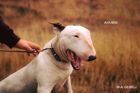 ბულ ტერიერი - Bull Terrier