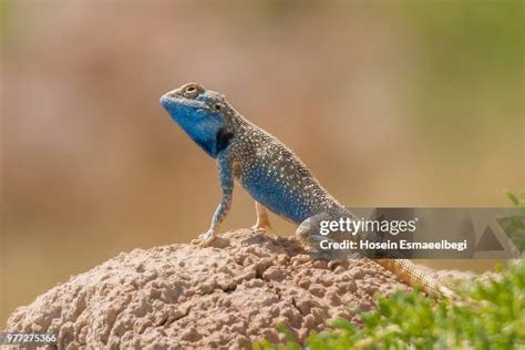 1,520 Agama Stock Photos, High-Res Pictures, and Images - Getty Images