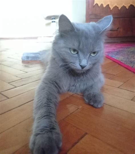 Подарявам коте-британка