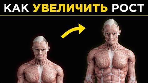 КАК по-настоящему УВЕЛИЧИТЬ РОСТ (от 7 см в год) - YouTube