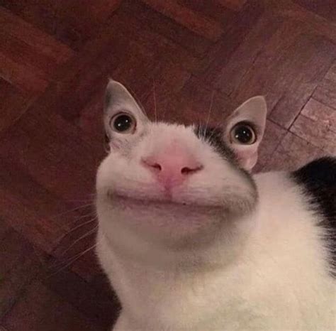 Создать мем "милый котик, кот улыбается мем, кот с глазами мем ...