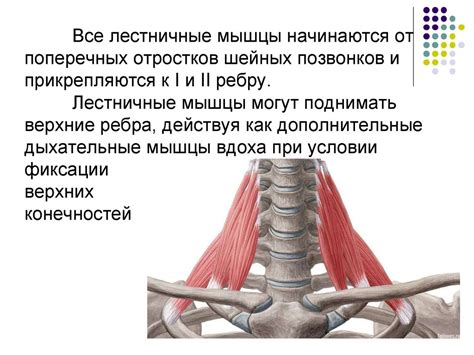 Миология. Мышцы тела человека - презентация онлайн