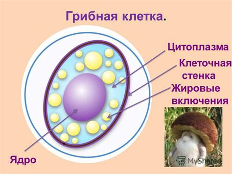 Презентация на тему: "Урок биологии по ФГОС в 7 классе на тему: «Грибы ...