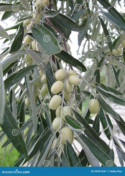 Silver berry stock image. Image of fruits, leaves, edible - 44351041