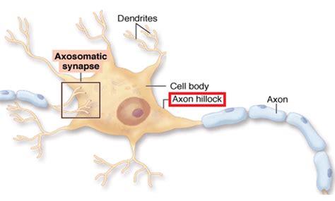 Axons - Physiopedia