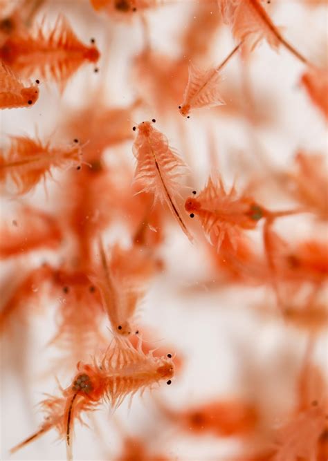 Artemia Cysts Premium Quality Eggs