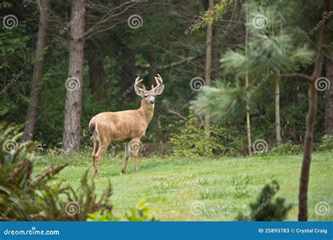 Alert Wild Deer with Antlers at Edge of Forest Stock Image - Image of ...