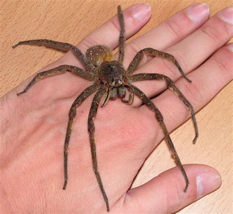 Brazilian Wandering Spiders, Armed Spiders, or Banana Spiders, are a ...