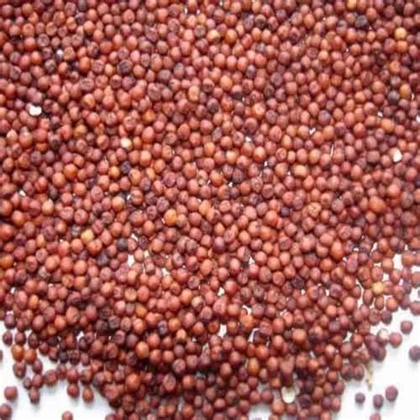Ragi Seed, Seeds, Packaging Size: 50 Kg at ₹ 34/kilogram in Ahmedabad ...