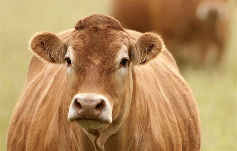 Des vaches entraînées à aller aux toilettes pour réduire les gaz à ...
