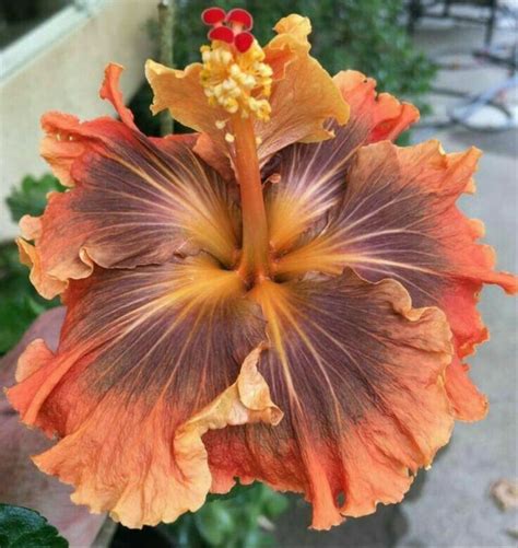 pin  ivo mihalik  kvety hibiscus plant hibiscus flowers showy