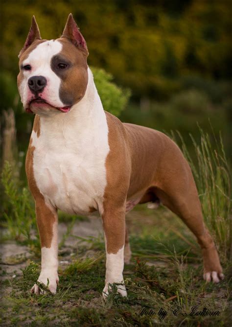 American Staffordshire Terrier in Brown and White Coat