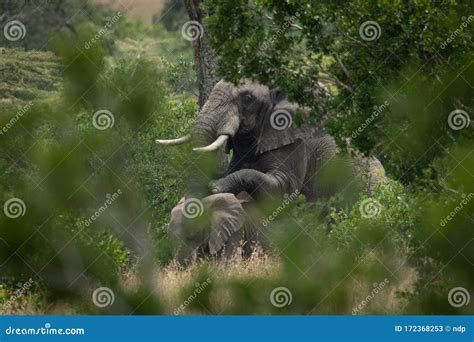 male  female elephants mate  trees stock image image