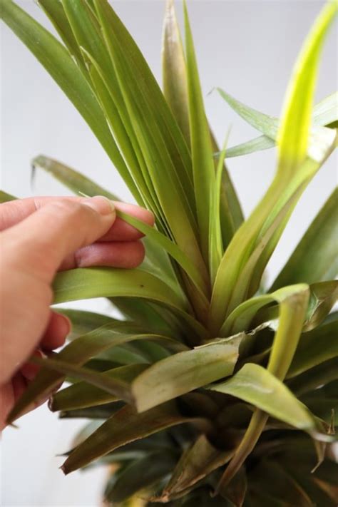 How to Pick the Perfect Pineapple Every Time - Homemade Home