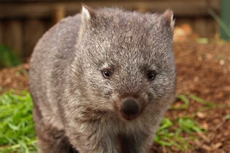 Newborn Wombat