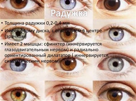 Анатомия глазного яблока - презентация онлайн