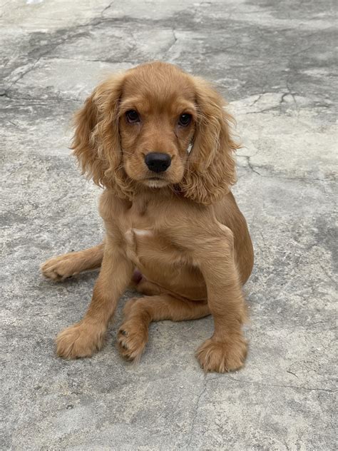 Baby English Cocker Spaniel