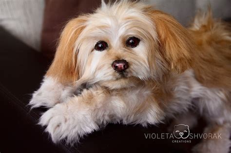 Stuffed Dog Realistic Dog Toy Dog Puppy. MADE TO ORDER - Etsy