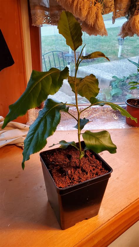 Peach x Apricot hybrids? - General Fruit Growing - Growing Fruit