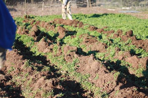 Planting Potatoes: The 2019 Growing Season Begins | Nourishing Days