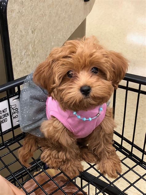 Pet Adoption Des Moines Iowa | StructuredPet