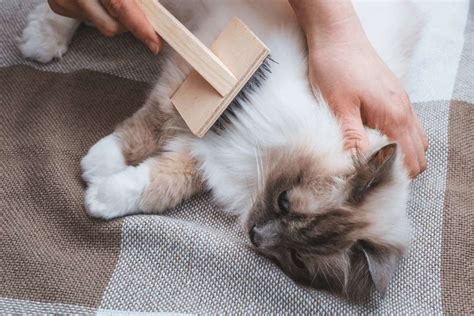Entretenir le Pelage d'un Chat | Guide d’Entretien des Poils de Chats