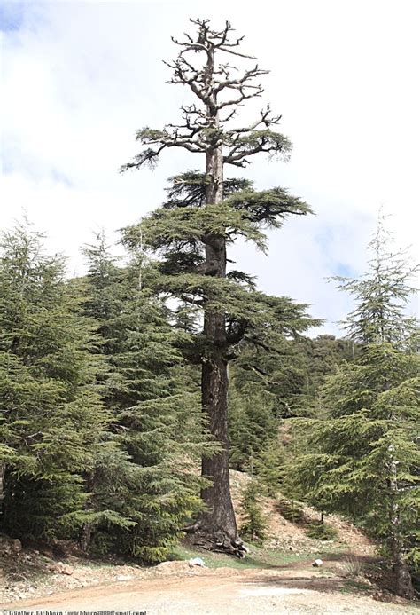 Cedrus (Cedars) description