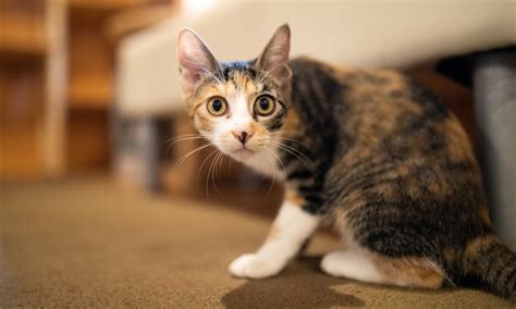 can cat scared indoors