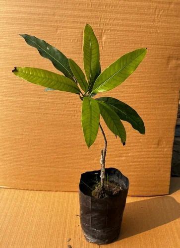 Ambika Mango Plant at Rs 360/piece | Mango Plant in Alwar | ID: 27547338688
